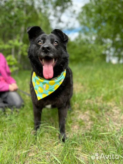 Небольшой плюшевый пес Миша в дар