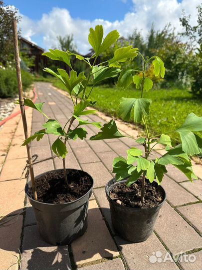 Гинкго билоба саженцы