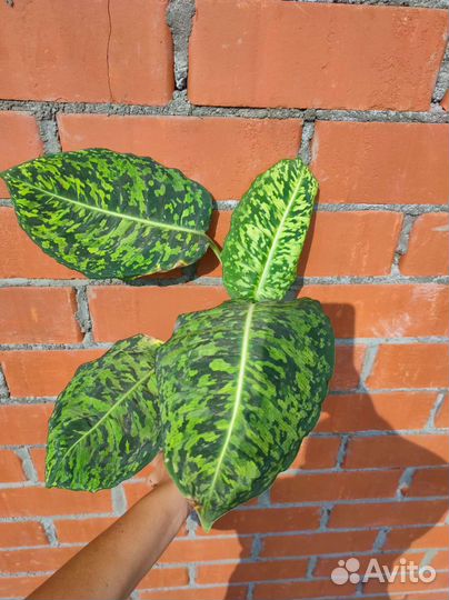 Диффенбахия рефлектор,триколор, ами