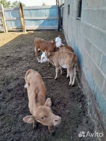 Первотелки