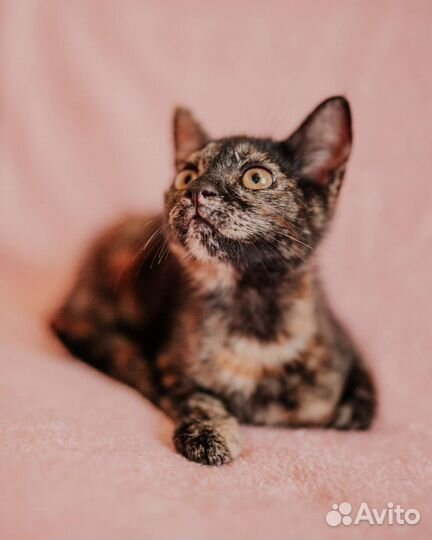 Котенок черепахового окраса