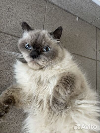 Кот в добрые руки