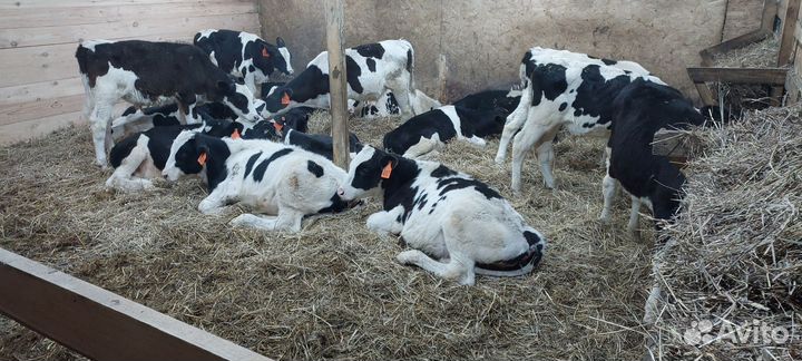 Бычки,телята,быки