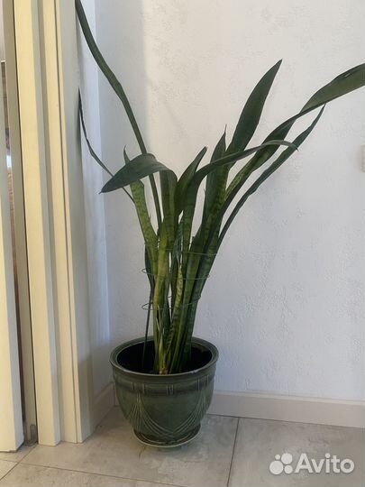 Сансевиерия или Щучий хвост, Тещин язык