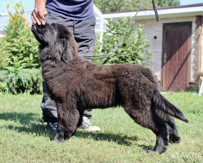 Девочка ньюфаундленд