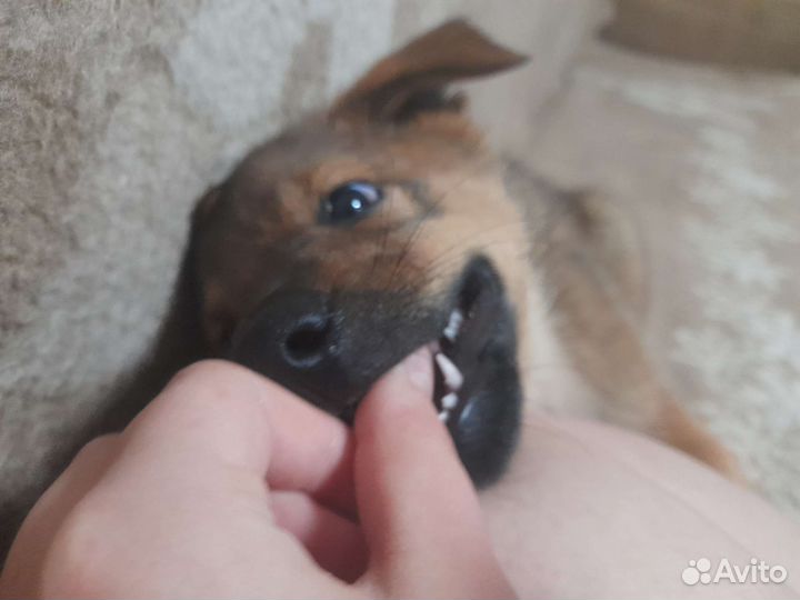 Щенок в хорошие руки