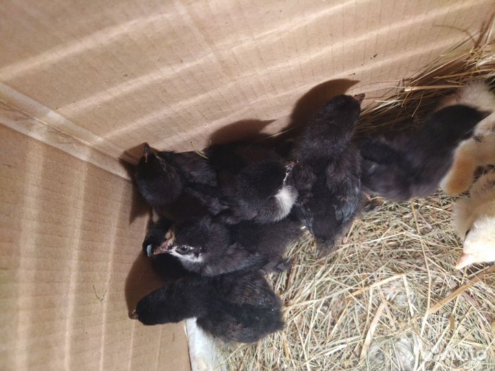 Цыплята карликовый кохинхин