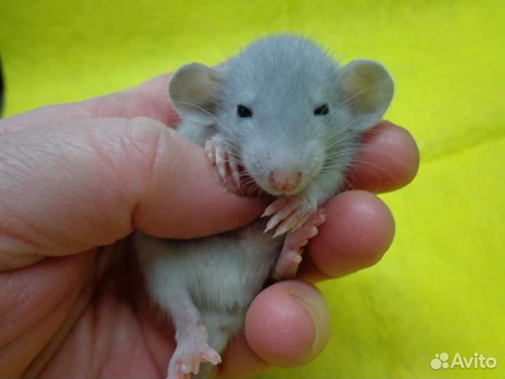 Крыса дамбо