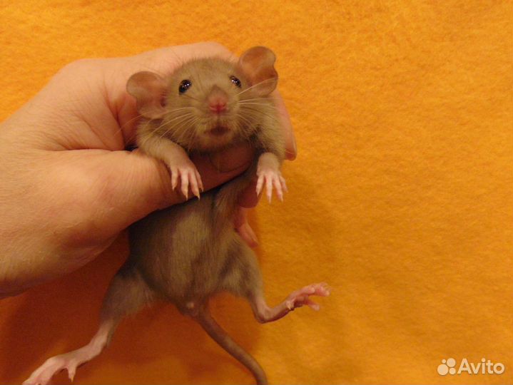 Крысы.крысята дамбо, стандарт от заводчика, клетки