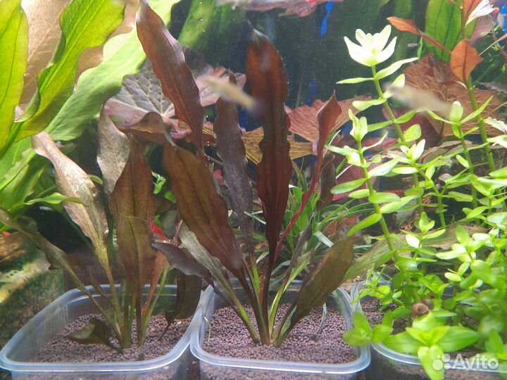 Аквариумные растения прополка