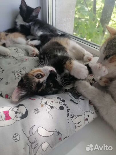 Кошка