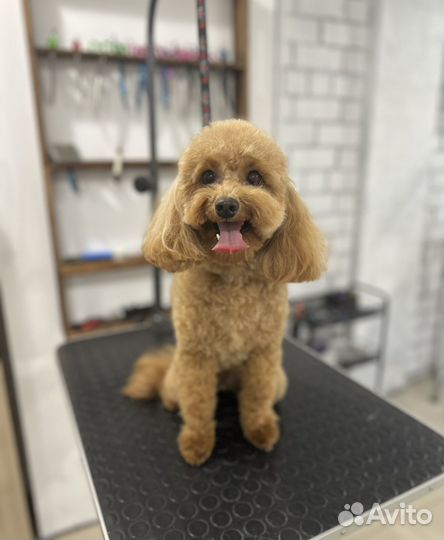 Стрижка собак Грумер