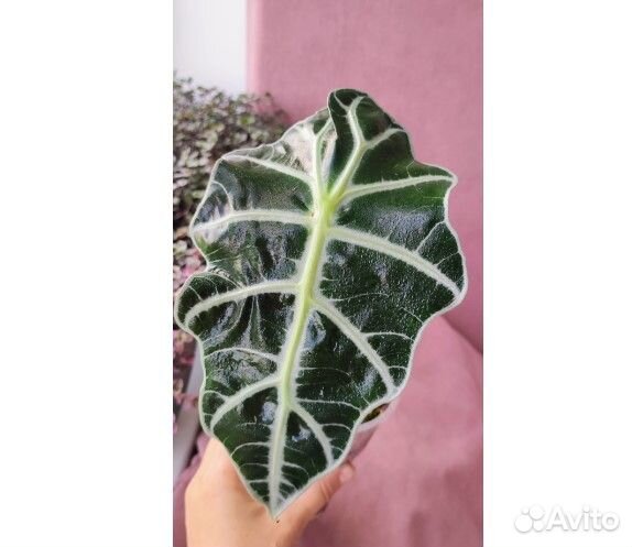 Алоказия Полли