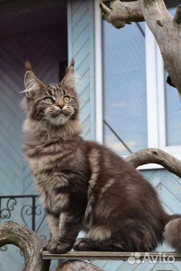 Котята мейн-кун