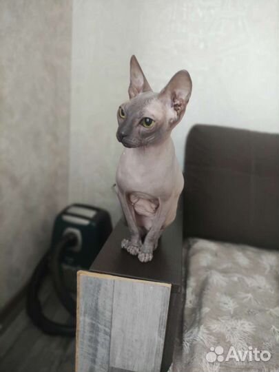Донской сфинкс кошка