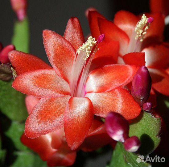 Декабрист шлюмбергера