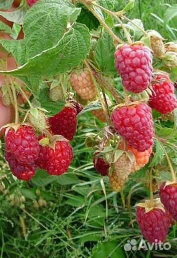 Саженцы малины ремонтантной лучшие сорта