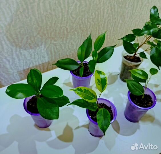 Бенджамина фикусы сорта. Цветы на окошко.калатея