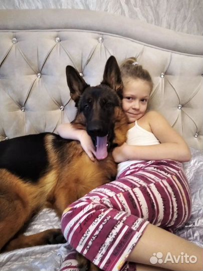 Щенки немецкой овчарки