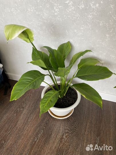 Спатифиллум, женское счастье