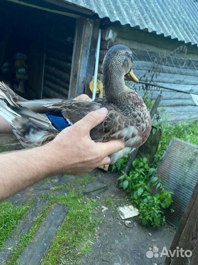 Утки, кролики