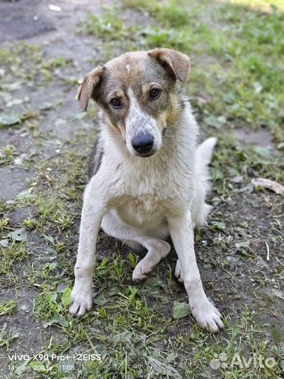 Собака подросток щенок Джулия