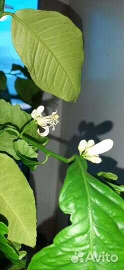 Лимоны, мандарины, хурма, шелковица