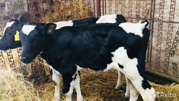 Бычки на откорм