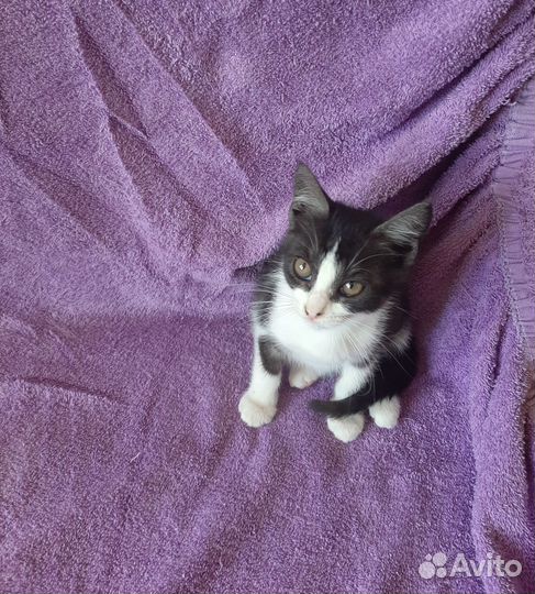 Котенок-коша 2,5 месяца - в добрые руки