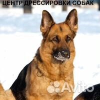 Дрессировка собак