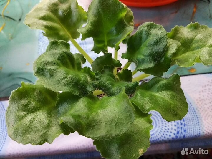 Сортовые фиалки