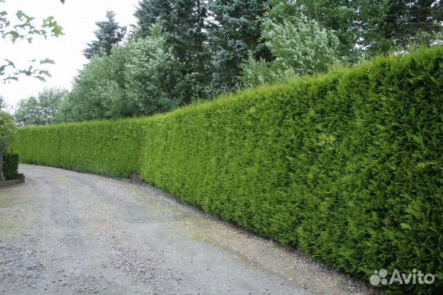 Живая изгородь из туй