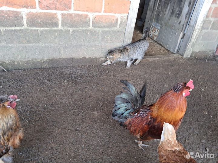 Продам декоративных(маленьких)петушков