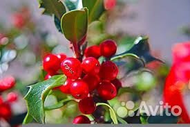 Падуб остролистный