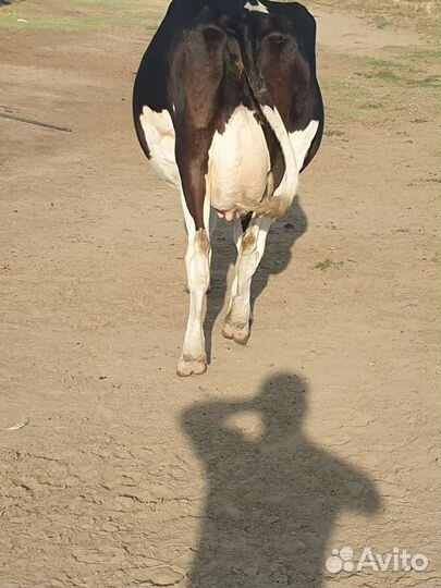 Коровы дойные молочные