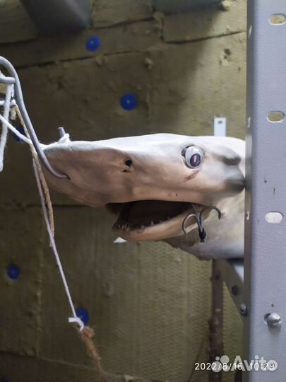 Акула декорация