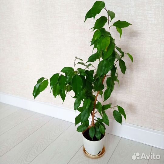 Фикус бенджамина