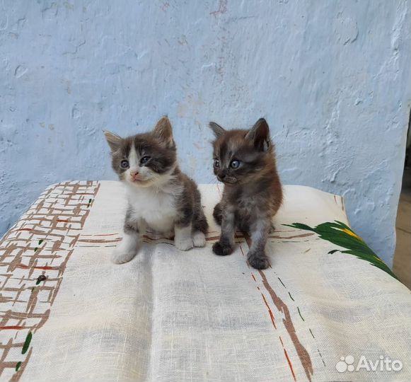 Отдам в добрые руки котят