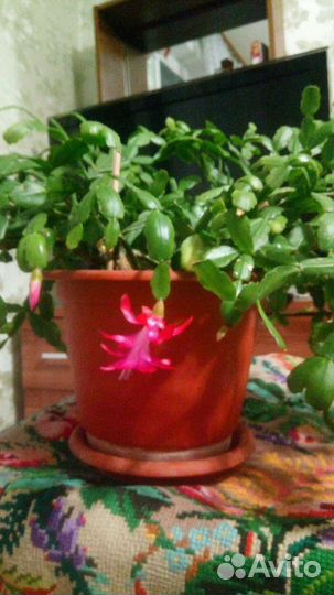 Декабрист шлюмбергера, рождественник. Красивый нар