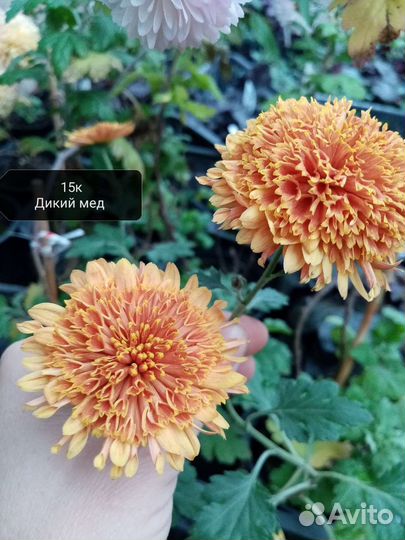 Хризантема