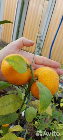 Саженцы цитрусовых привитые сортовые