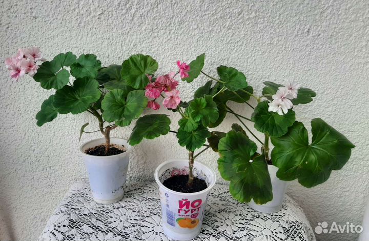 Пеларгонии (герани) разных сортов