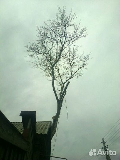 Спил деревьев по частям любой сложности