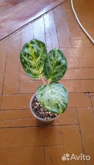 Аглаонемы тайские