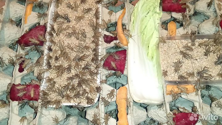 Сверчки замороженные Домовые (кормовые насекомые)