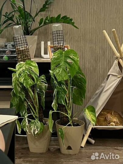 Монстера вариегатная альба