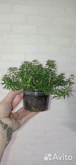 Седум Мексиканум в горшке 0.3 л