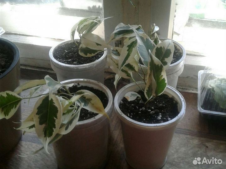 Комнатные растения