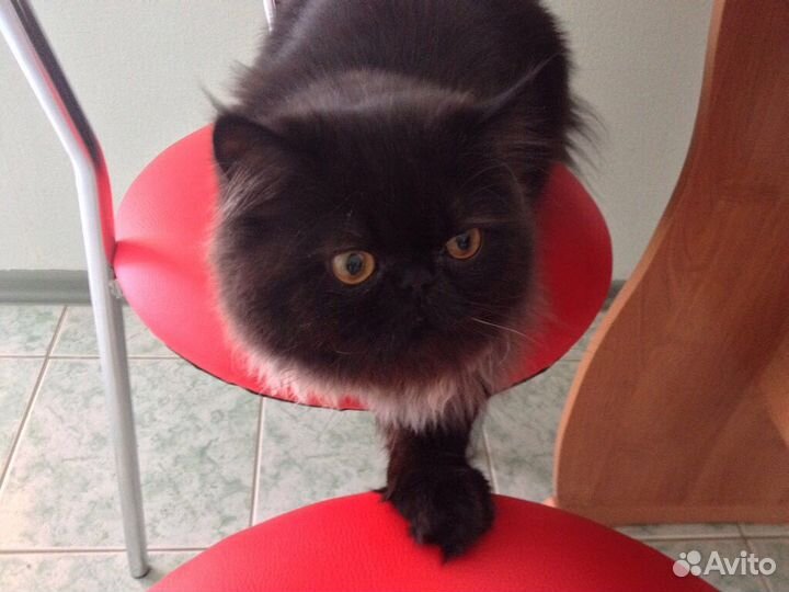 Персидский кот, вязка