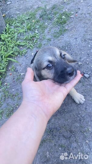 Щенки бигль